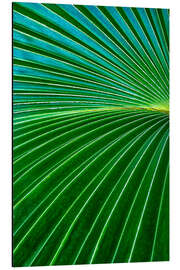 Aluminium print Palm fronds