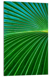 Gallery print Palm fronds