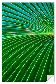 Selvklebende plakat Palm fronds