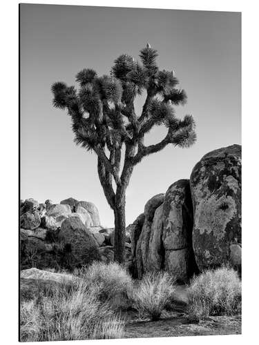 Aluminium print Joshua tree in the morning sun