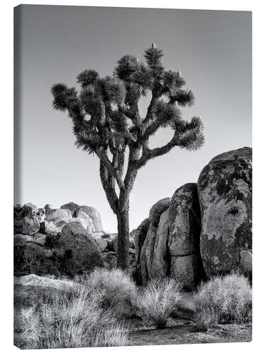 Obraz na płótnie Joshua tree in the morning sun