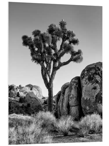 Foam board print Joshua tree in the morning sun