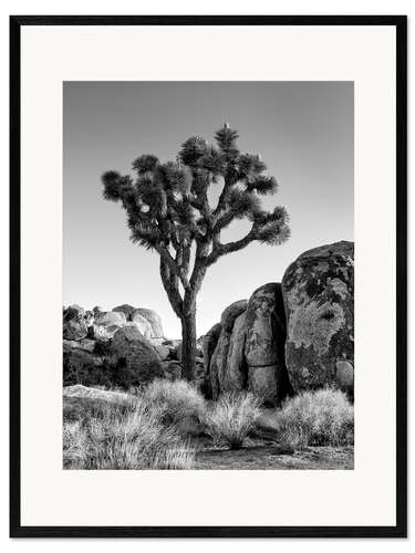 Inramat konsttryck Joshua tree in the morning sun