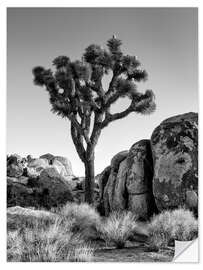 Wall sticker Joshua tree in the morning sun