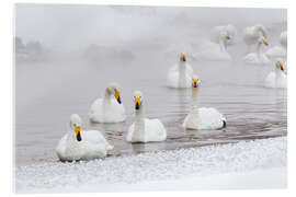 Acrylic print Whooper swans