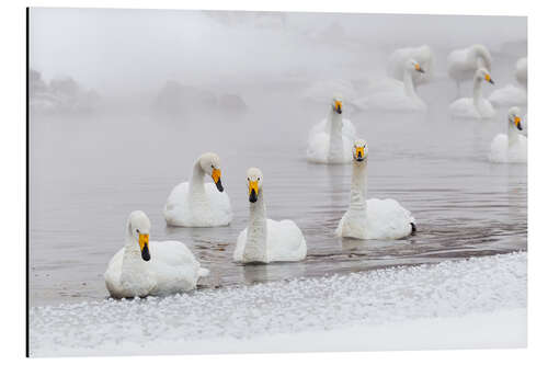 Alumiinitaulu Whooper swans