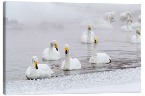 Canvas print Whooper swans