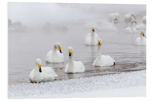 Foam board print Whooper swans