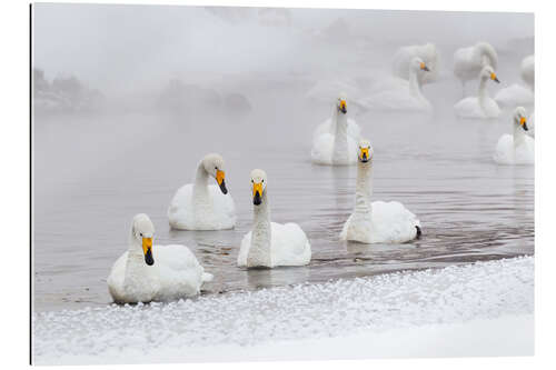 Gallery print Whooper swans