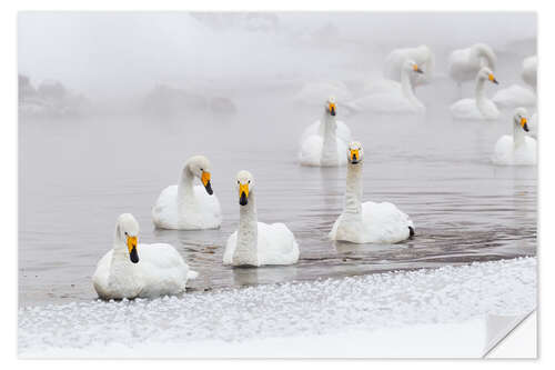 Selvklæbende plakat Whooper swans