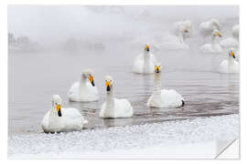 Selvklæbende plakat Whooper swans