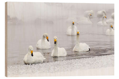 Wood print Whooper swans