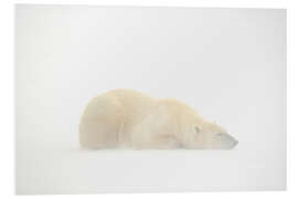 Foam board print Polar bear asleep in the snow storm