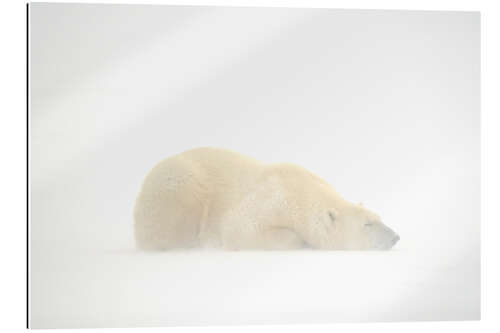 Galleriprint Polar bear asleep in the snow storm