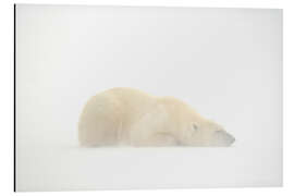 Magnettafel Eisbär schlafend im Schneesturm