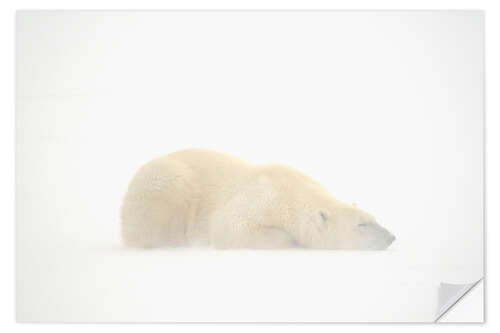 Självhäftande poster Polar bear asleep in the snow storm