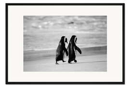 Framed art print Penguins Hand in Hand - Stuart Westmorland
