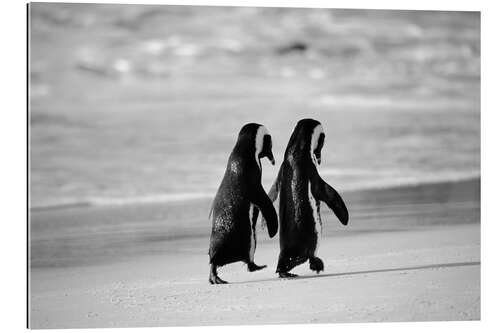 Gallery Print Pinguine gehen Hand in Hand