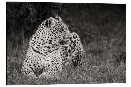 Aluminium print Resting leopard