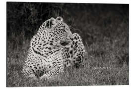 Aluminium print Resting leopard