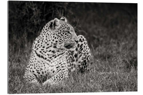 Galleriataulu Resting leopard