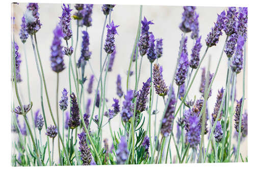 Acrylic print Lavender flowers