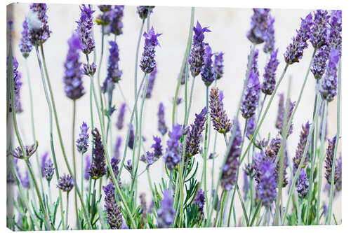 Quadro em tela Flores de lavanda