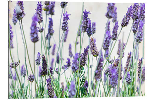 Gallery print Lavender flowers