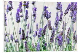 Magnettafel Lavendelblüten