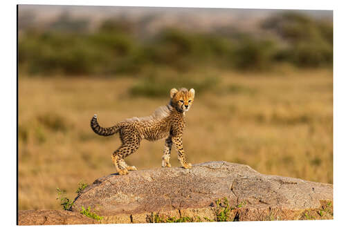 Aluminium print Baby cheetah on a boulder