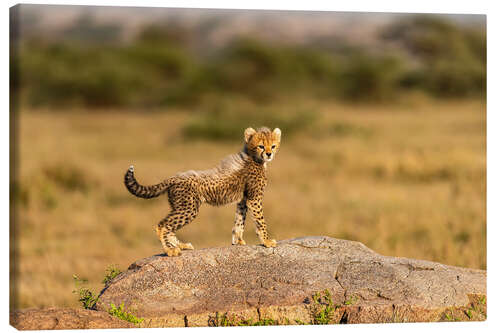 Canvastavla Baby cheetah on a boulder