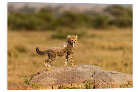 Tableau en PVC Bébé guépard sur un rocher