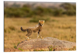 Magnettafel Baby-Gepard auf einem Felsbrocken