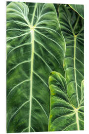 Foam board print Leaves of the elephant ear plant