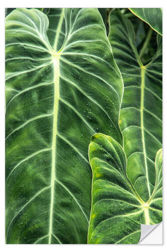 Sisustustarra Leaves of the elephant ear plant