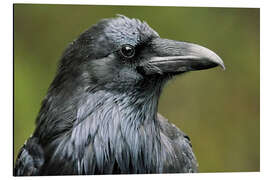 Aluminium print Common raven