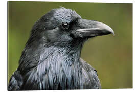 Gallery print Common raven