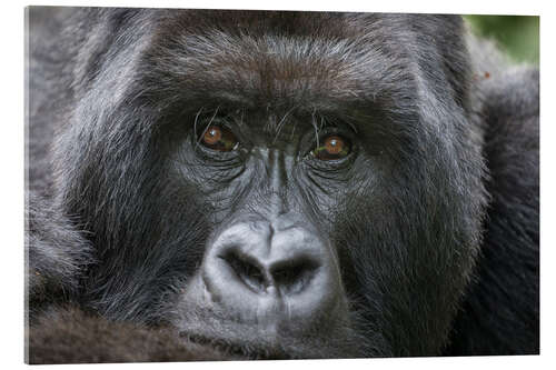 Akrylglastavla Portrait of a mountain gorilla