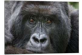 Gallery print Portrait of a mountain gorilla