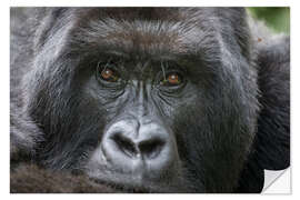 Selvklebende plakat Portrait of a mountain gorilla