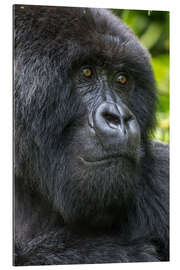 Galleritryck Mountain gorilla