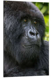 Magnettafel Berggorilla