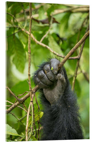 Acrylic print Hand of a mountain gorilla