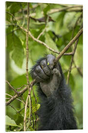 Akryylilasitaulu  Hand of a mountain gorilla - Paul Souders