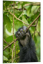 Aluminium print Hand of a mountain gorilla