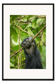Gerahmter Kunstdruck Hand eines Berggorillas