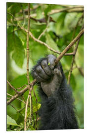 Gallery print Hand of a mountain gorilla