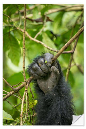 Naklejka na ścianę Hand of a mountain gorilla