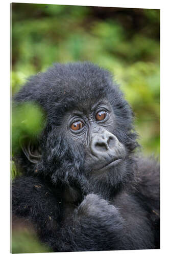 Akrylglastavla Portrait of a baby mountain gorilla