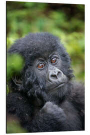 Aluminium print Portrait of a baby mountain gorilla